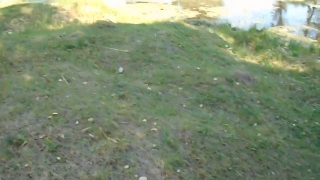 Тест манка duck commander miss priss смотреть онлайн