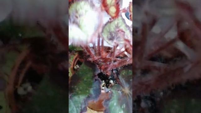 Декоративно лиственная бегония DS-Весенний сад. Обзор. смотреть онлайн