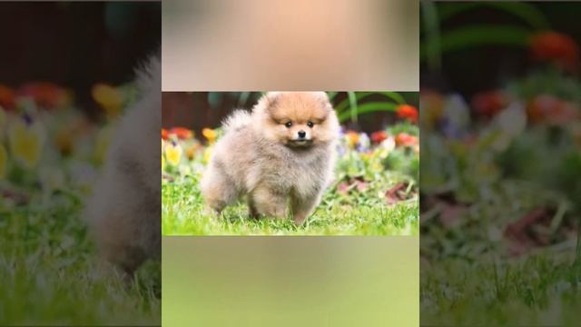 /// ТОП-5"САМЫХ МИЛЫХ ПОРОД СОБАК"//// смотреть онлайн