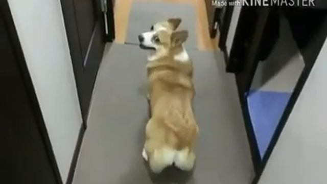 Собаки танцуют прямо в такт?? смотреть онлайн