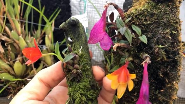 #47 Вирусы орхидей - хайп Болталка смотреть онлайн