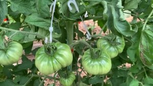 Как быстро подвязать кисть томатов.26 июня 2023 г.