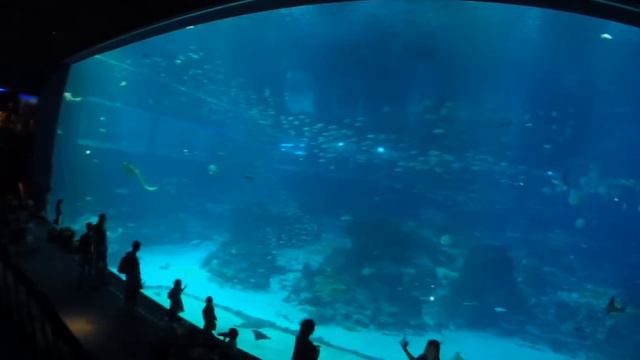 Рапсодия океана/ Marine Life Park