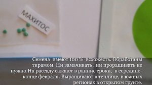 133 Помидора: 5. Махитос f1 Rijk Zwaan (Райк Цваан) Голландия