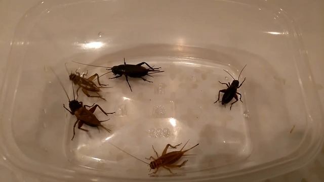 Двупятнистые и домовые сверчки смотреть онлайн