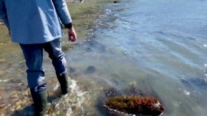 Сбор морепродуктов после небольшого шторма | Сахалин
