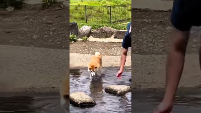 Забавные и смешные животные #shorts смотреть онлайн