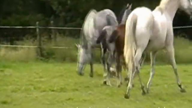 Filly 2012 (Nabab De Rêve x Carlos DZ) SOLD смотреть онлайн