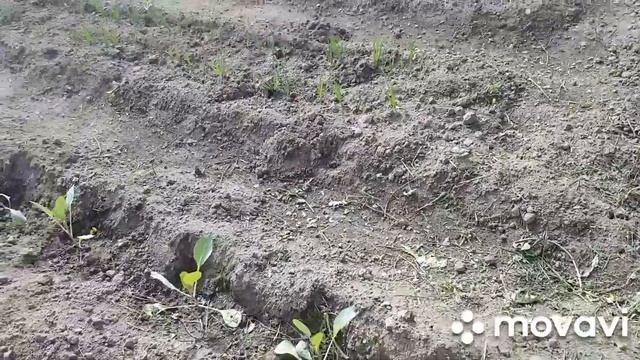 Соседка Дала Рассаду./ ТЫКВЕННЫЙ ПИРОГ/ Рыбные котлеты. смотреть онлайн