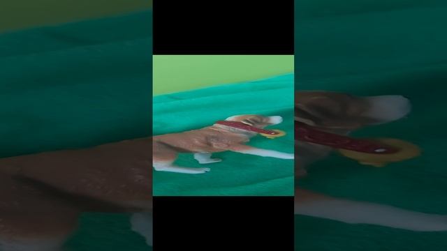 Мультик про собак, вредный французский бульдог не делится своей игрушкой с другими собаками. смотреть онлайн