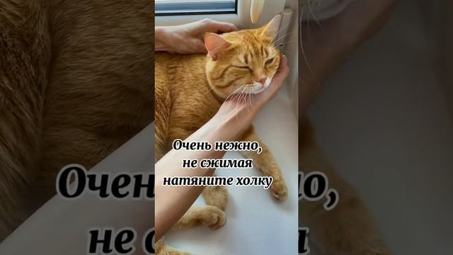 Как легко и быстро дать таблетку коту#shorts