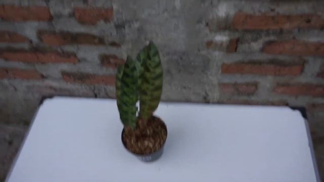 Tanaman Hias Meranti Bulu Ayam | Calathea lancifolia смотреть онлайн