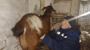 Три самых верных способа определения беременности у коз! Мастер класс по определению для начинающих