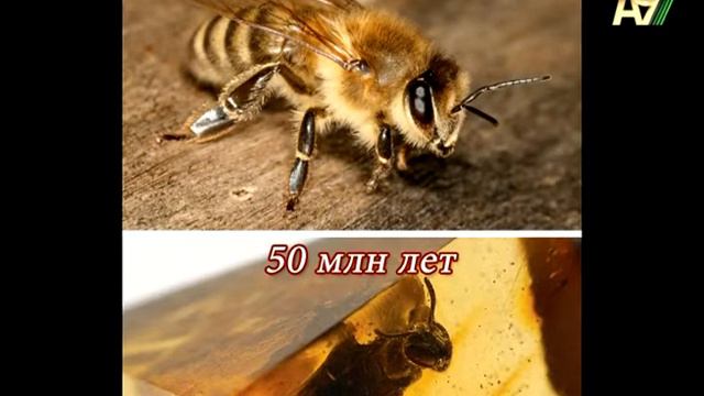 Надежда Аиша: ПРИМЕРЫ ИСКОПАЕМЫХ ОСТАНКОВ смотреть онлайн