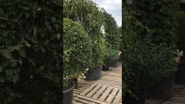 Гортензия метельчатая Ванила Фрайз. Питомник Ниваки.