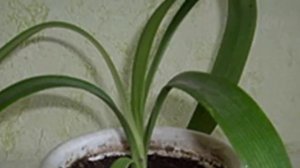 Правильная пересадка Амариллиса. Лучшее время и способы пересадки.