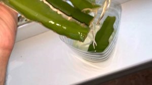 Укоренение Питахайи. (Дракон фрукт). Укоренение черенков.