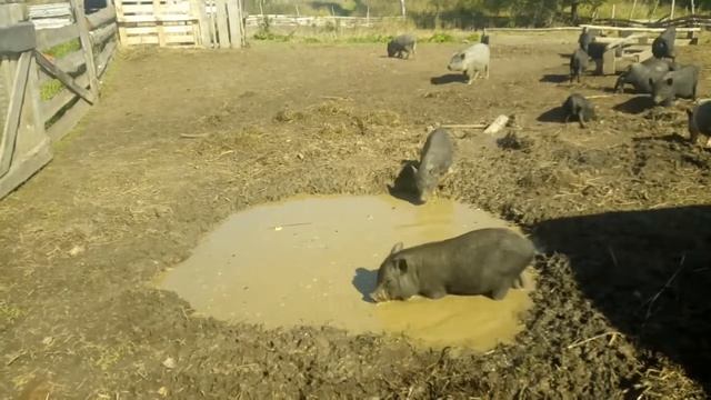 Купальный сезон у поросят в разгаре. смотреть онлайн