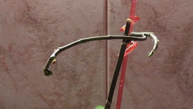 Опадание цветов на орхидее. Низкая влажность воздуха 5 orchid смотреть онлайн