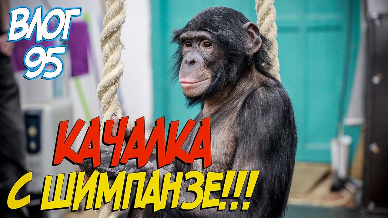 Качалка с шимпанзе!!! // Обезьяны подрались // Что с животными???