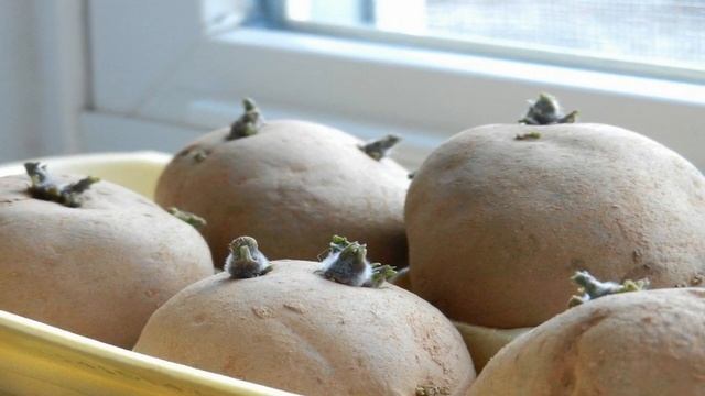 ПРОРАЩИВАНИЕ КАРТОФЕЛЯ смотреть онлайн