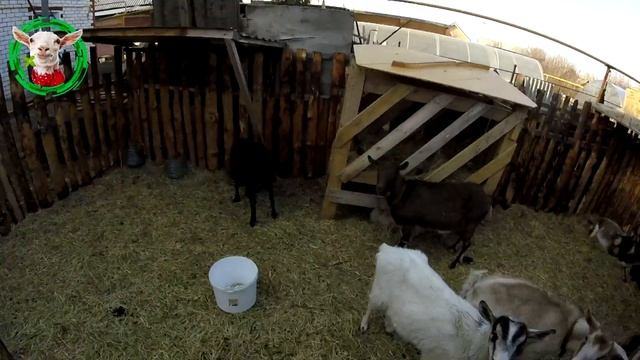 Купили сенокосилку ЗАРЯ и строим новый загон для коз смотреть онлайн