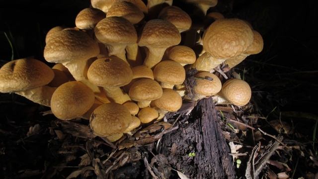 Gymnopilus Mushroom