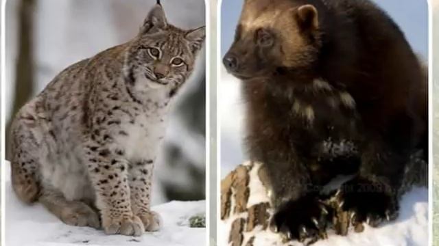 Лесная природная зона смотреть онлайн