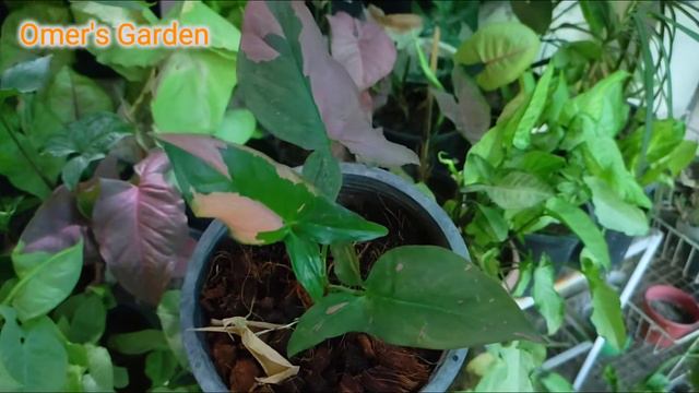 New Shopping Syngonium Pink Spot Tricolour @omersgarden7659