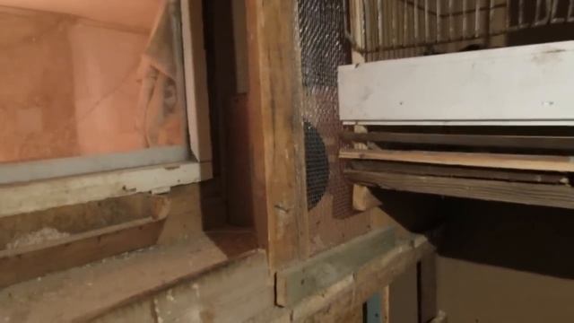 Проверка куриных яиц перед закладкой в инкубатор или наседке. смотреть онлайн