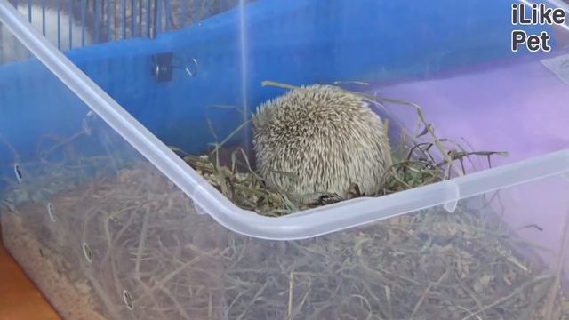 Правила выбора ежа на ilikepet смотреть онлайн