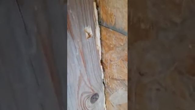 Очередной каркасный дом подвергся нападению жуков! смотреть онлайн
