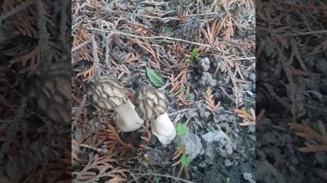 Сморчки, как выглядит#morel. смотреть онлайн
