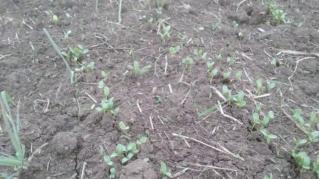 Блошка  на льне масленичном!