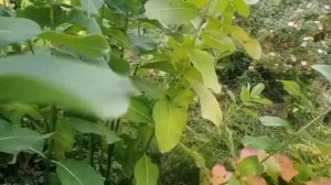 Ваточник-и это все о нем?