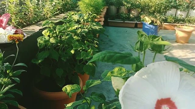 Luna hibiscus||Biggest Hibiscus care and propagation|| all about Luna hibiscus смотреть онлайн