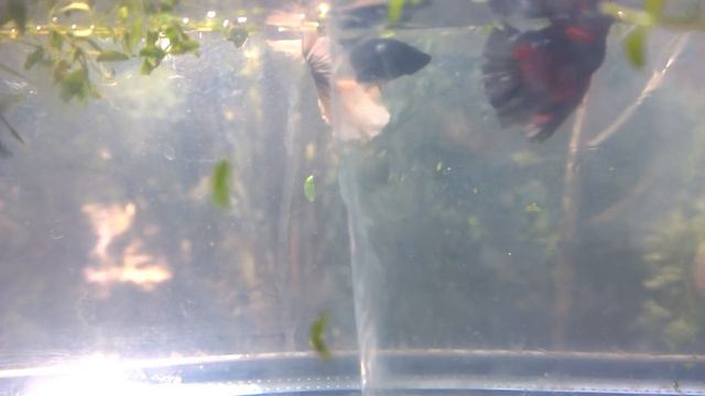 Assassin's Tango-John Powell в исполнении петушков Супердельта смотреть онлайн