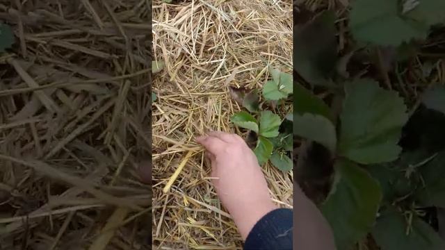 Клубника Фестивальная к зиме смотреть онлайн