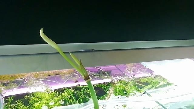 Кринум каламистратум, 08.07.2022 г. смотреть онлайн