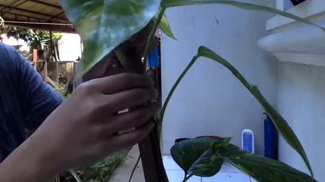 How to Propagate Epipremnum Pinnatum Aurea смотреть онлайн