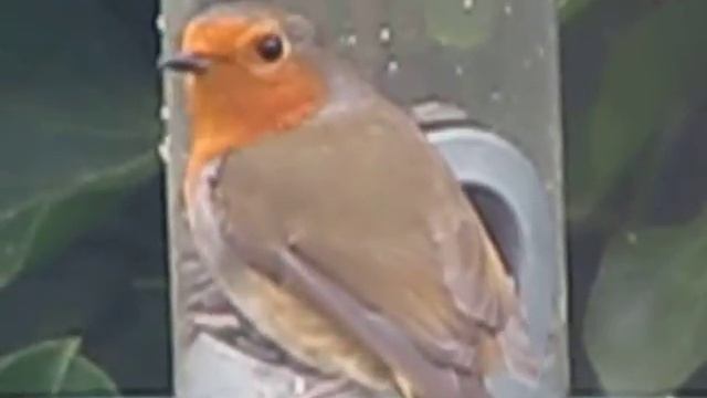 Robin Red Breast . Erithacus Rubecula . European Robin . British Garden Birds UK смотреть онлайн