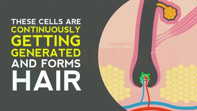 Understanding Hair Structure смотреть онлайн