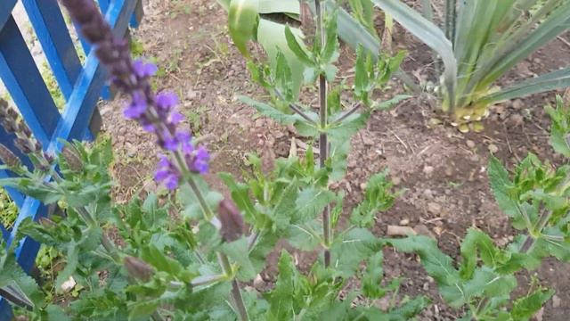 Розы готовятся Зацвести-не надо уже Подкормок и Обработок!!!!ждём цветения!!! 23 мая 2021 года смотреть онлайн