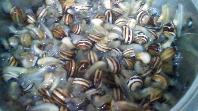 Улитки виноградные крупные в соусе(кабрийяс).испанский рецепт. смотреть онлайн