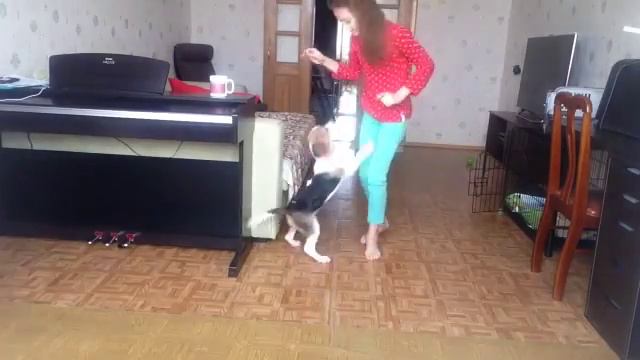 У меня есть собака?! смотреть онлайн
