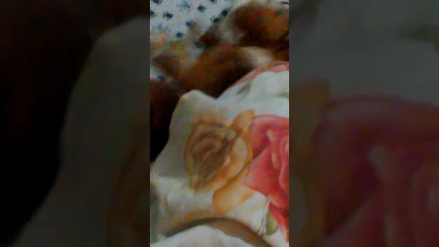 Дети собираются ложиться спать смотреть онлайн