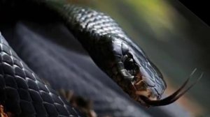 Tushda qora ilon ko'rsa | o'zbekcha tush tabiri