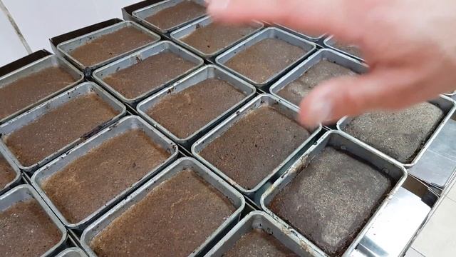 Образование корки при открытой расстойке в цеху ржаного хлеба на закваске смотреть онлайн