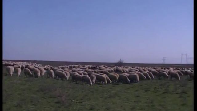 Иран смотреть онлайн