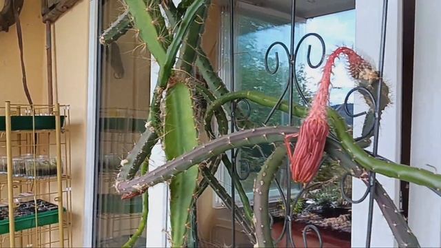 Кактусы и суккуленты -бери сколько хочешь.Кактусный клуб на отдыхе. смотреть онлайн